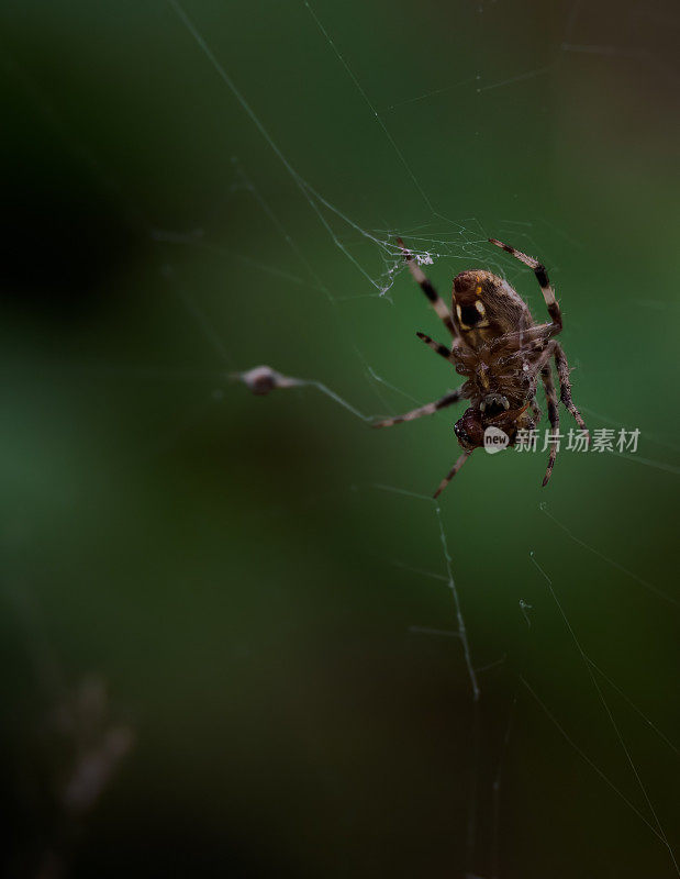 一个谷仓蜘蛛在它的网上吃它的猎物的腹部特写