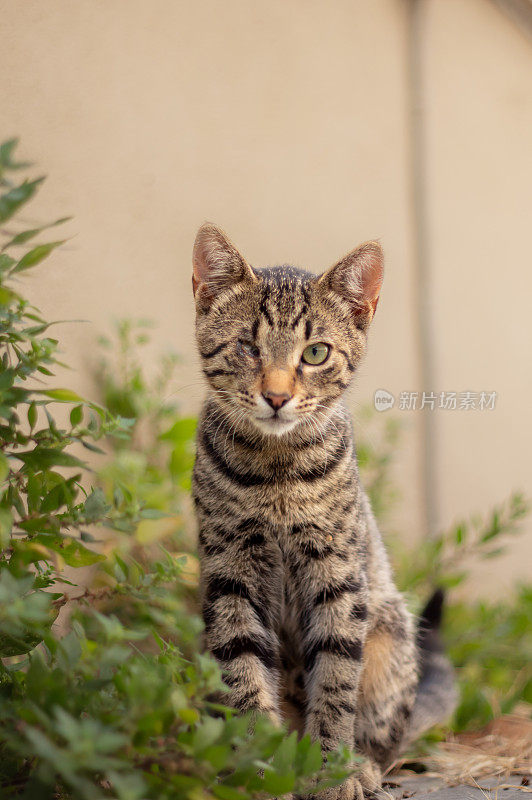 眼睛受伤的虎斑流浪猫。