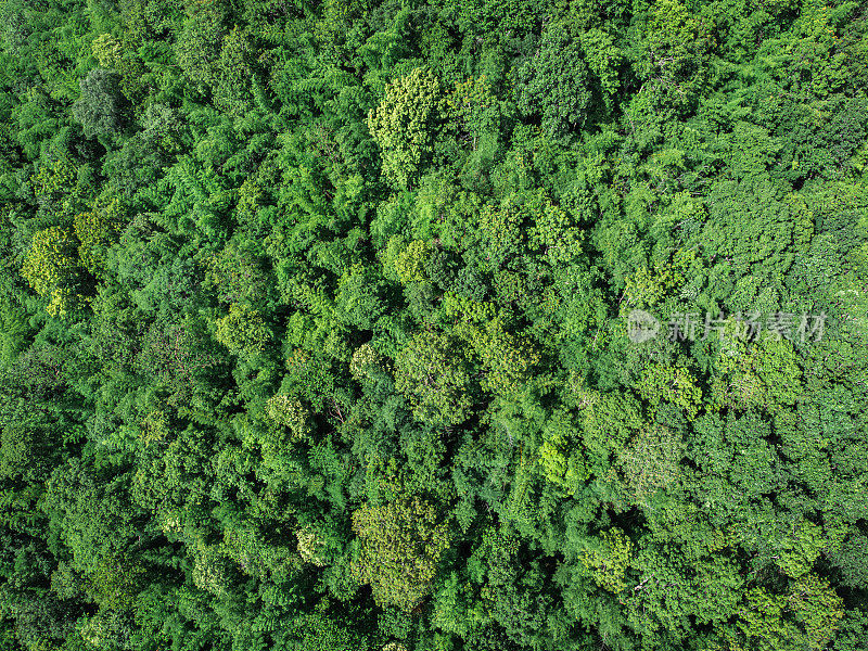 俯瞰世界上的绿色森林。生态系统生态健康环境。自然背景。