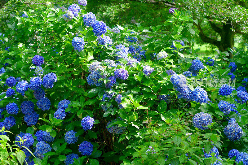 圆锥绣球花:多茎，木质，落叶灌木，有明亮的花