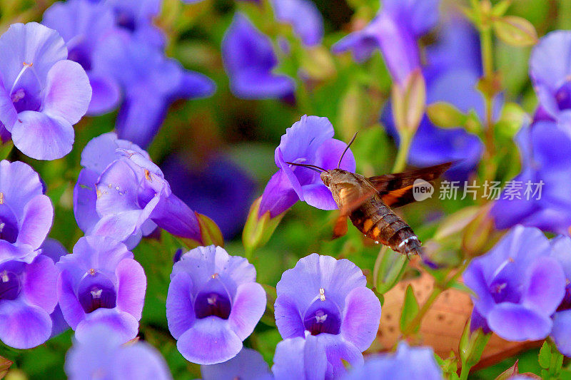 蜂鸟鹰蛾悬停与吸蜜