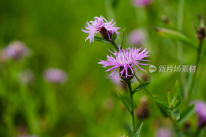 紫花花园背景