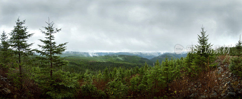 森林全景-重新造林