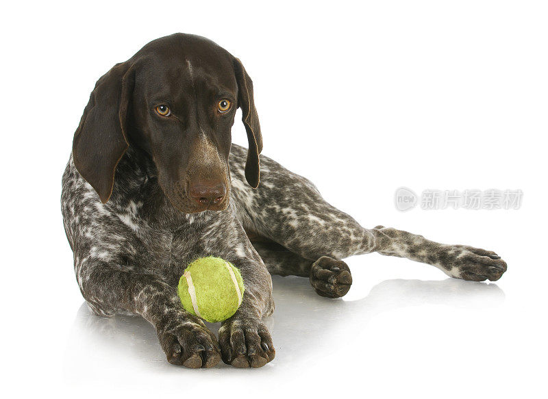 狗拿着球