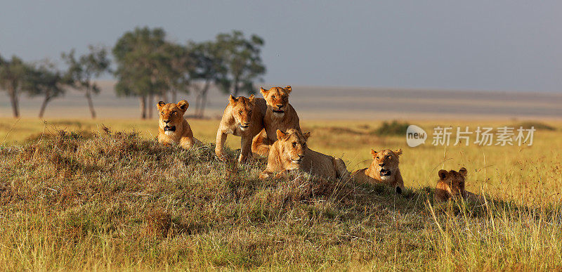 日落时分，非洲狮家族在小丘上守望