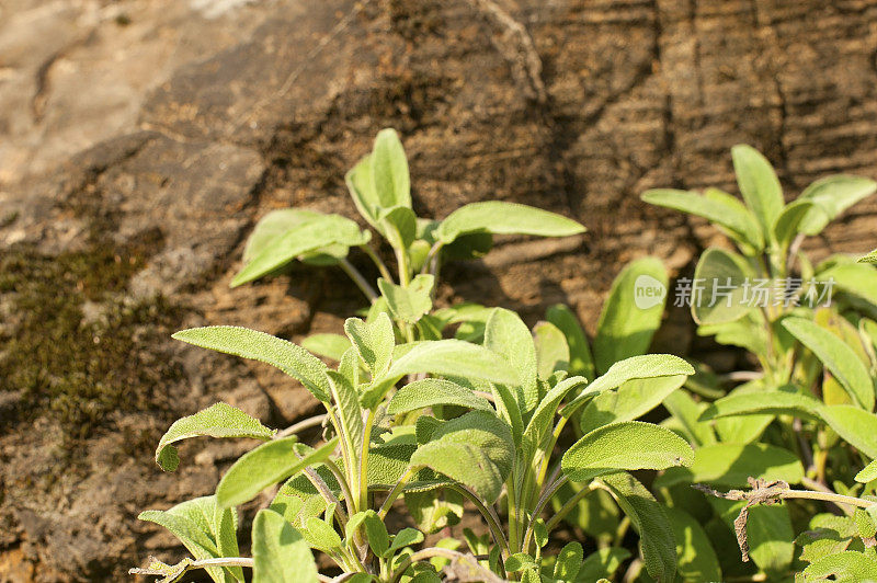 鼠尾草(鼠尾草)的小灌木