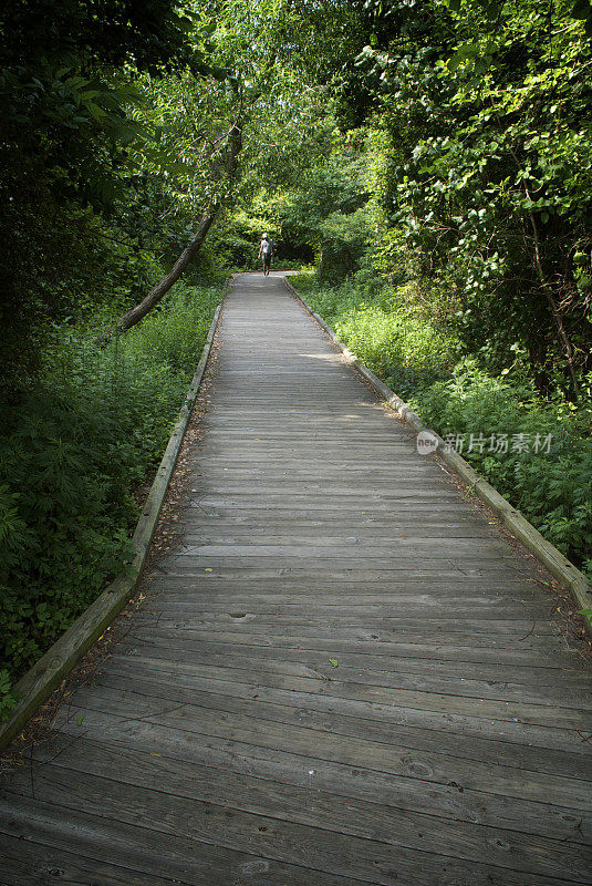 穿过夏日森林的木制步道