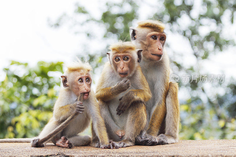 三只玩耍的小猴子和妈妈大人斯里兰卡