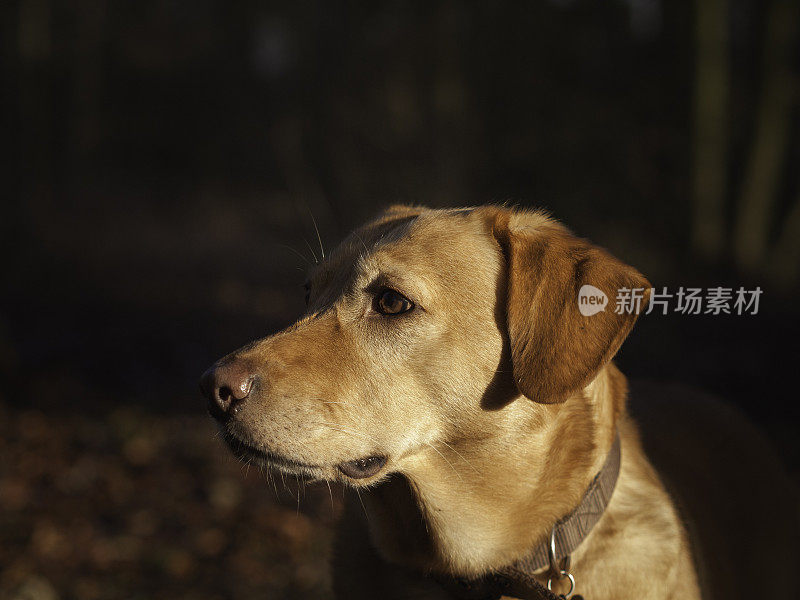 拉布拉多狗在户外。