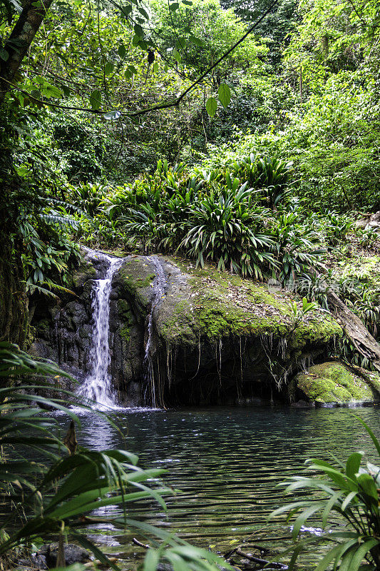 热带雨林河流池塘
