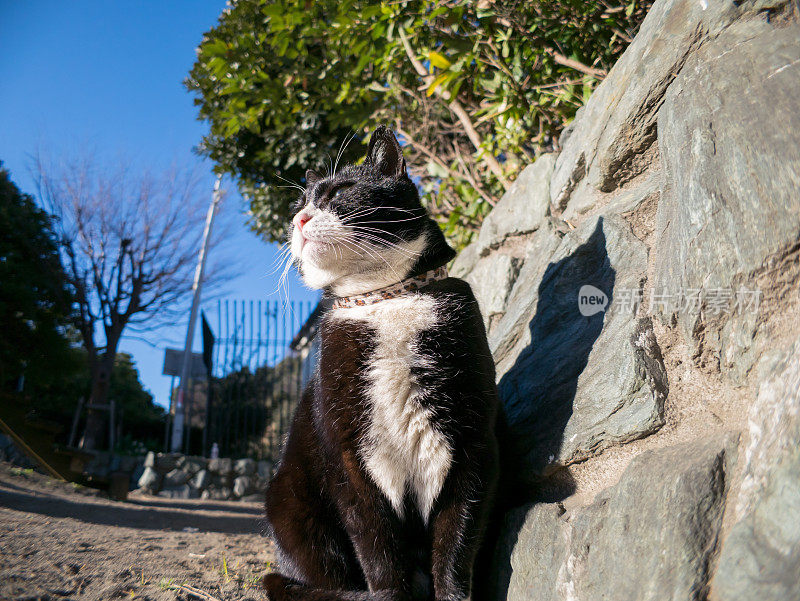 只流浪猫