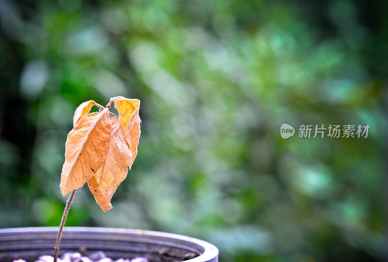 孤独和垂死的植物