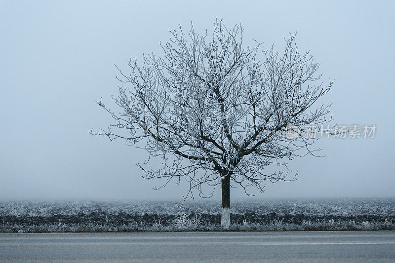 路边的树被孤独的冰覆盖着