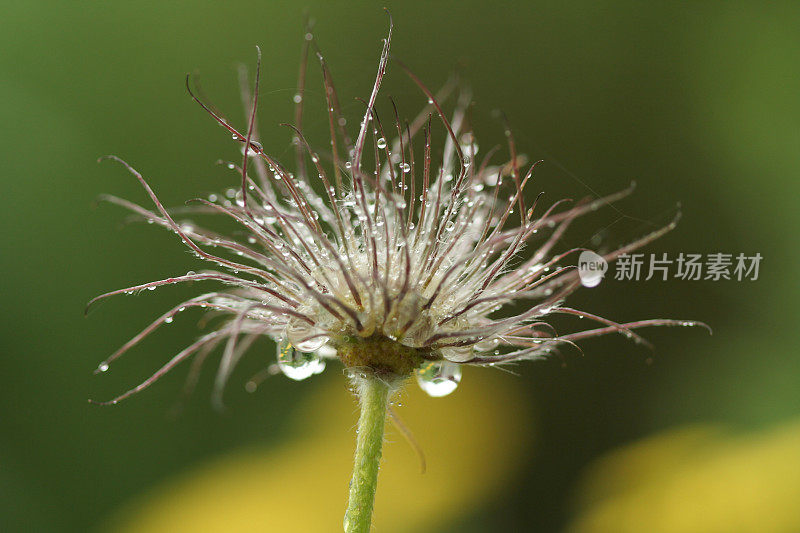 露水湿透了