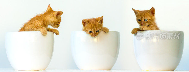 三只可爱的小猫从碗里往外看