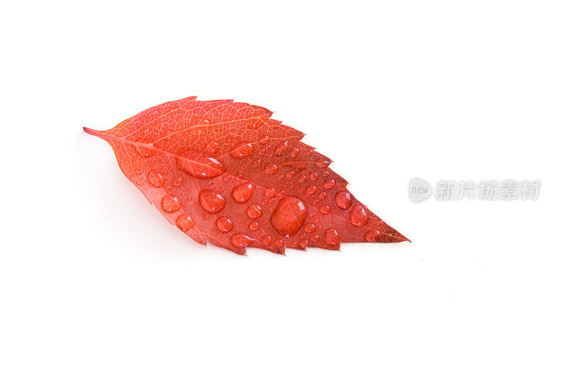 红色的落叶和白色的雨点
