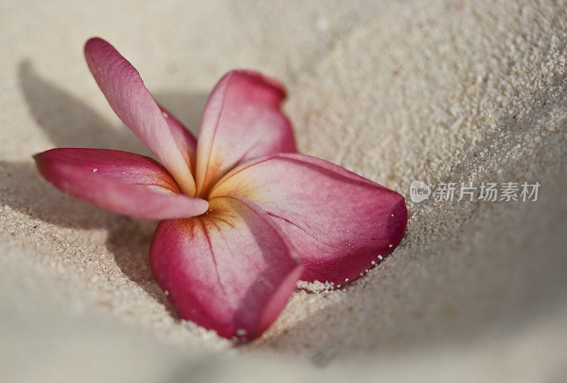 海滩上的鸡蛋花