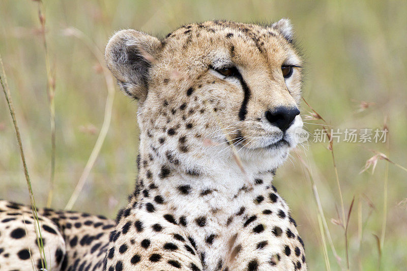 猎豹，马赛马拉，肯尼亚