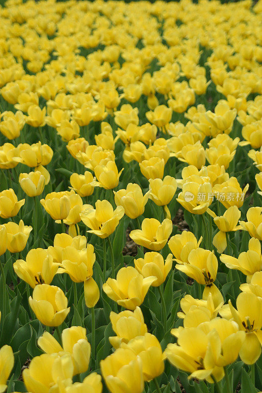 春天的郁金香花园。