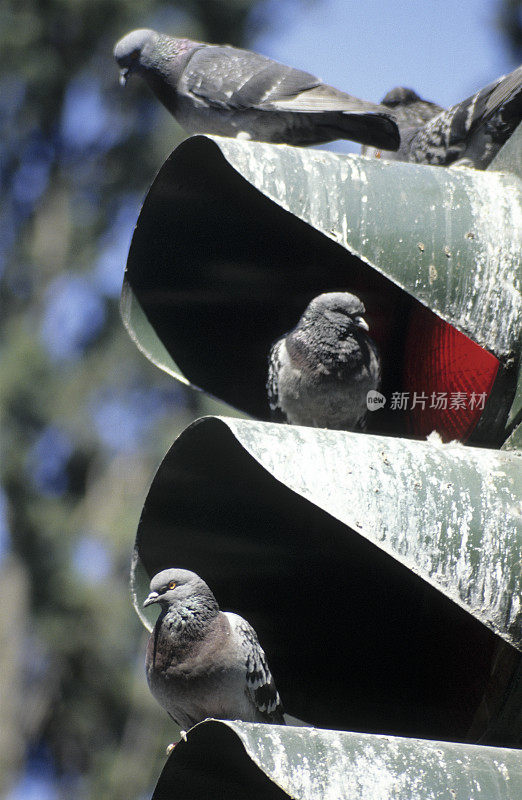 带鸽子的交通信号灯，土耳其，伊斯坦布尔