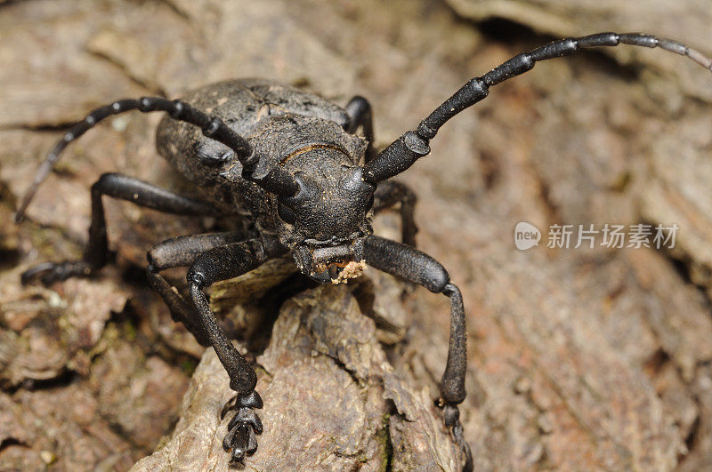 黑虫近距离选择性聚焦