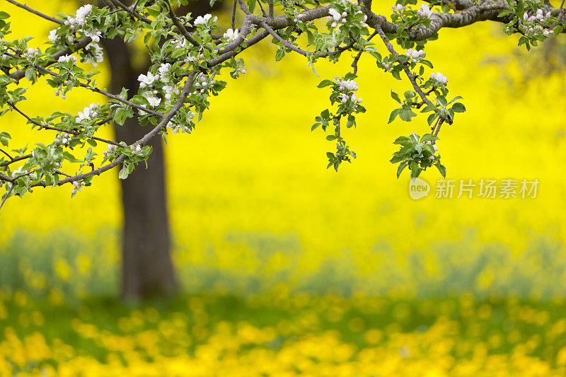 春天的苹果树和蒲公英草地