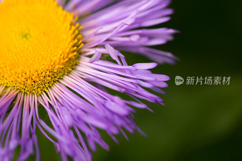紫色daisies-Purple飞蓬属植物