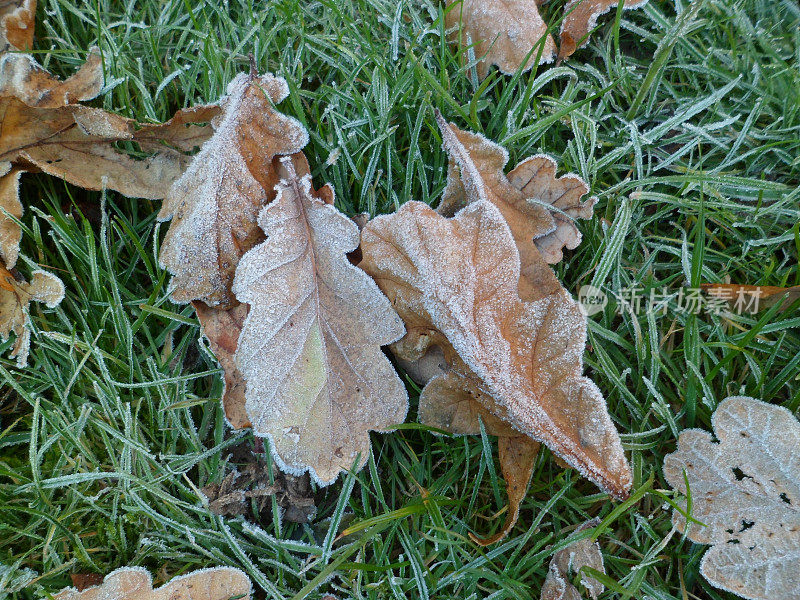 冰冷的冬日早晨，草地上的橡树叶上结了霜