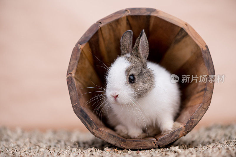 复活节兔子在木花港