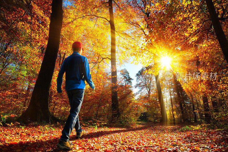徒步旅行者在秋天的森林与灿烂的阳光