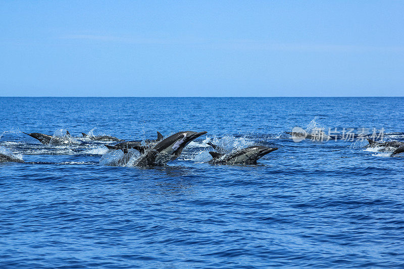 海豚群跳跃