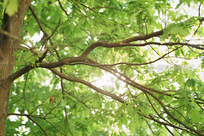 在阳光明媚的春天，一棵长着嫩绿叶子的橡树