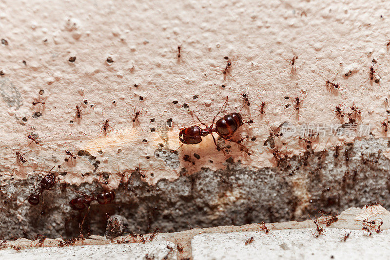 当心人群里的大蚂蚁，它们住在家里