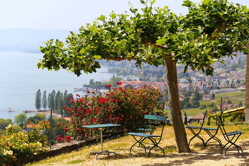 风景如画的露台，在日内瓦湖附近的葡萄园，瑞士