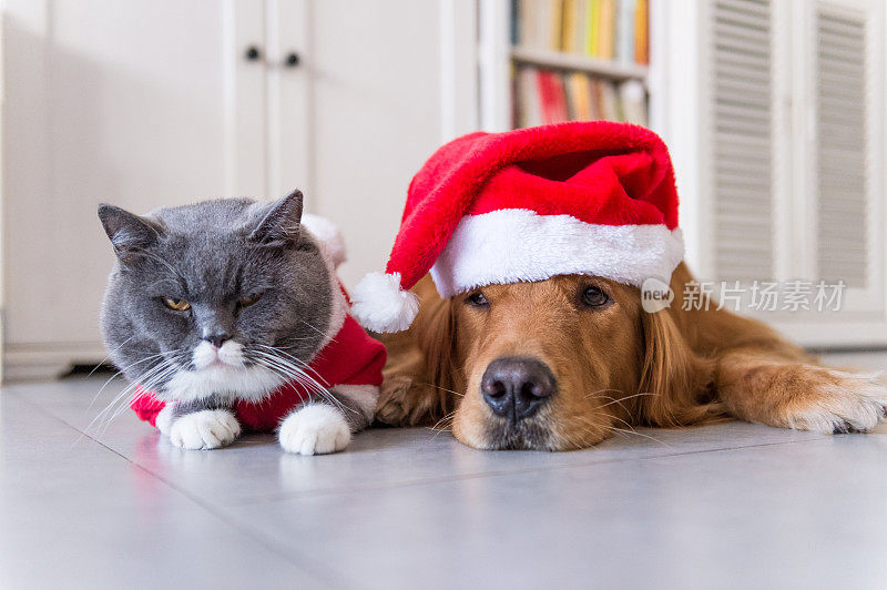 戴着狗和猫的圣诞帽