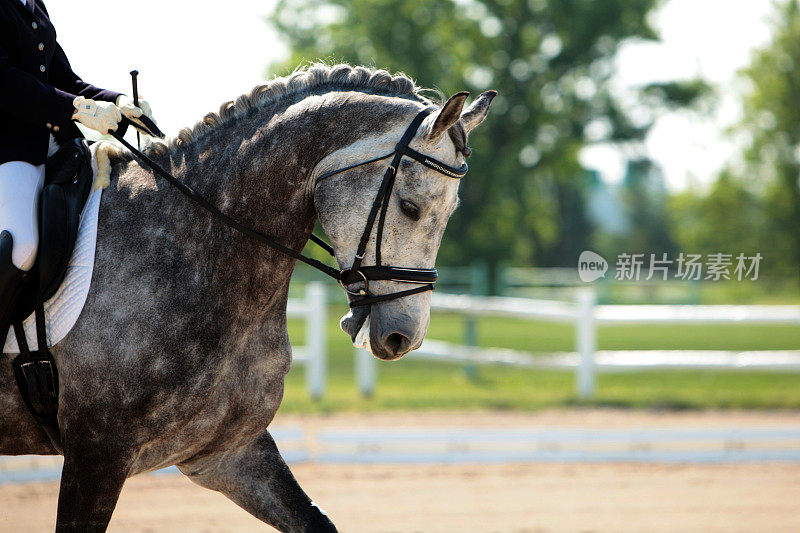 漂亮的斑纹灰色盛装舞步马