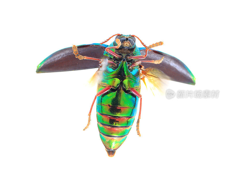 美丽的宝石甲虫或金属木材钻孔(Buprestid)飞虫