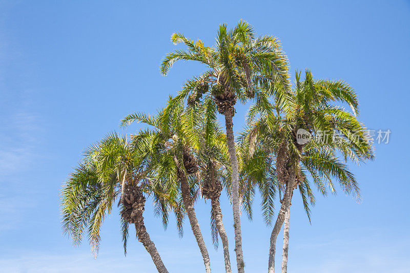 棕榈树映衬着清澈的蓝天