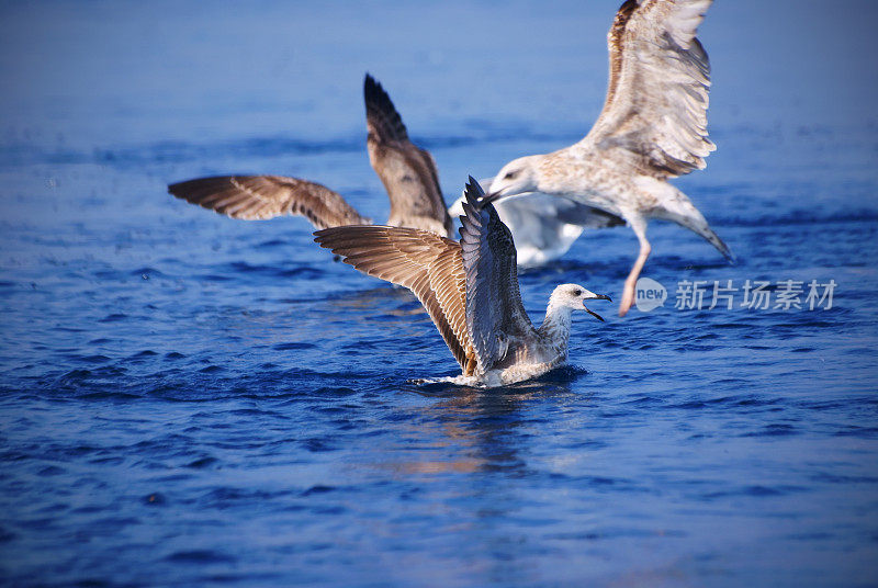 海鸥喂食