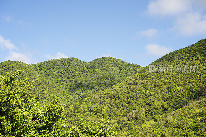 郁郁葱葱的鲜绿处女丛林山坡景观蓝天