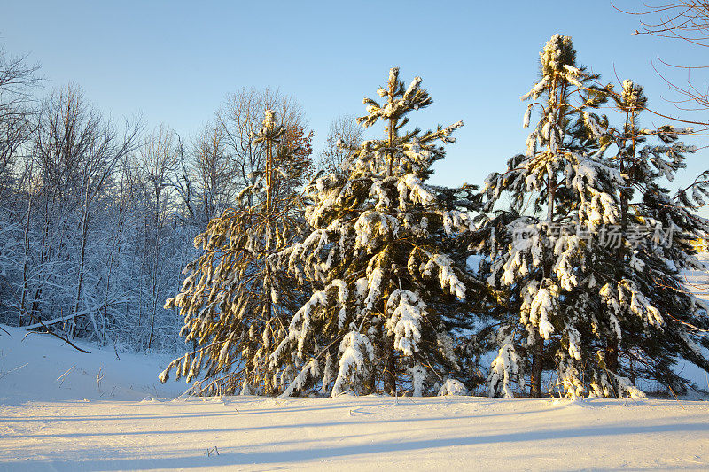 暴风雪过后，常青树上结了霜