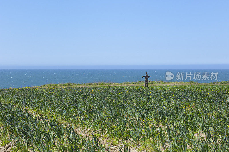 有机韭菜和球芽甘蓝农场与稻草人