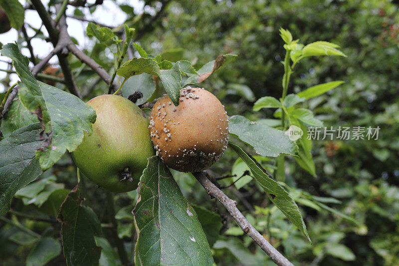 树上的苹果有果实腐烂菌