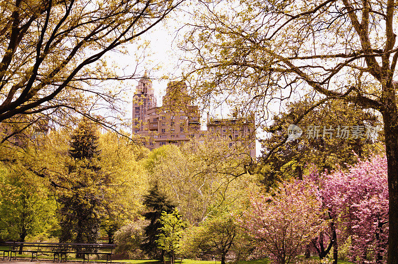 纽约中央公园的春天。