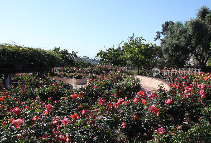 巴尔博亚公园玫瑰园-圣地亚哥，加利福尼亚州