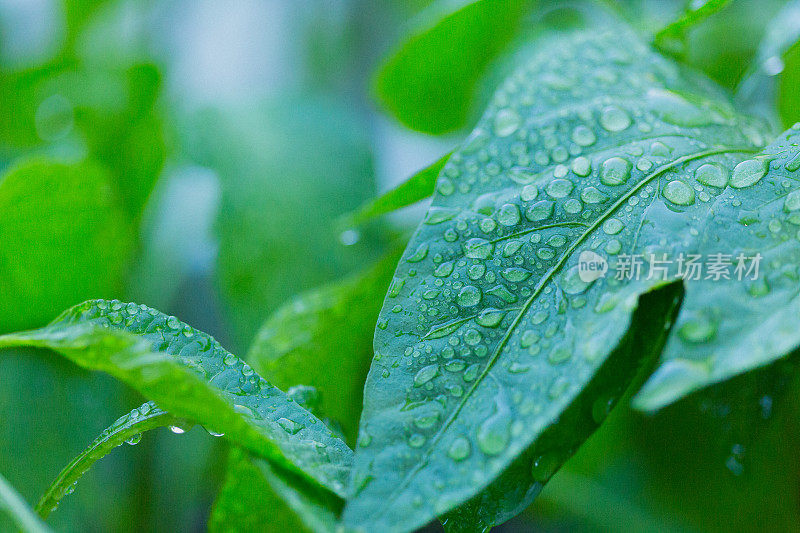 湿叶与雨滴的水