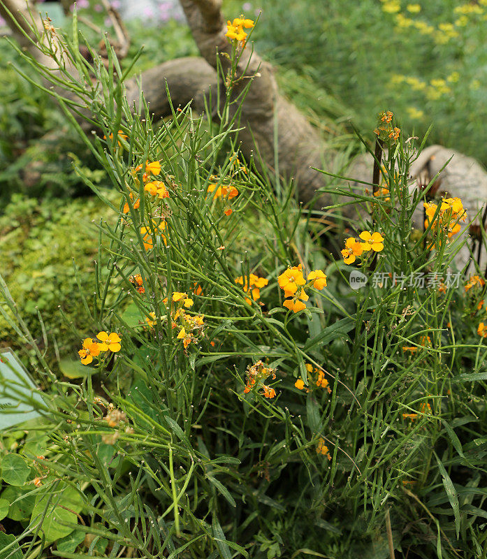 黄花植物野外特写