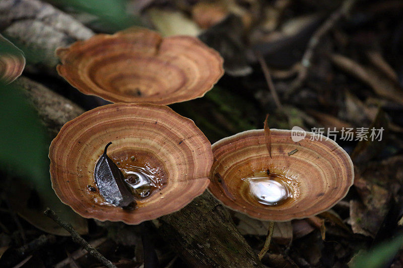 印度尼西亚:坎巴斯国家公园里的真菌