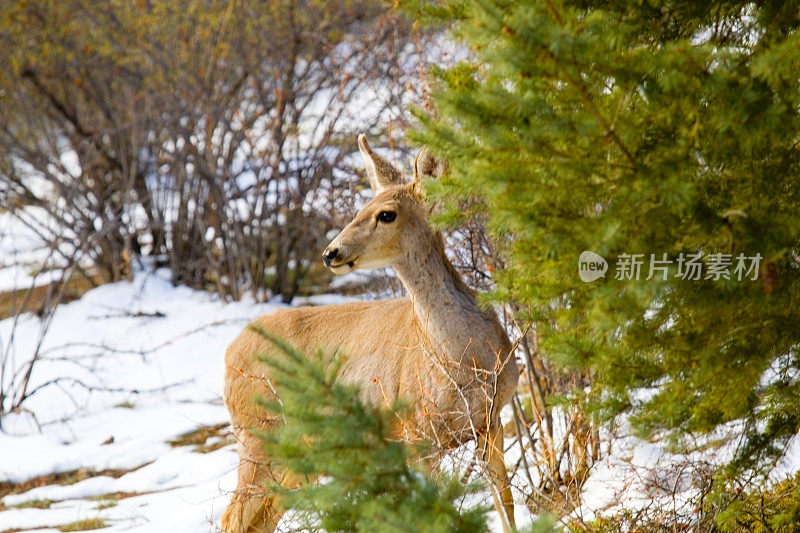 在派克国家森林雪地里的骡鹿