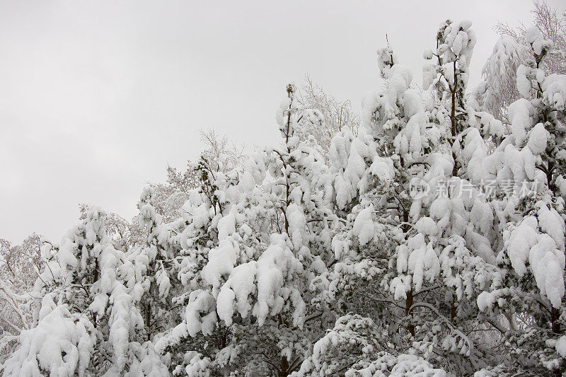 春天的降雪